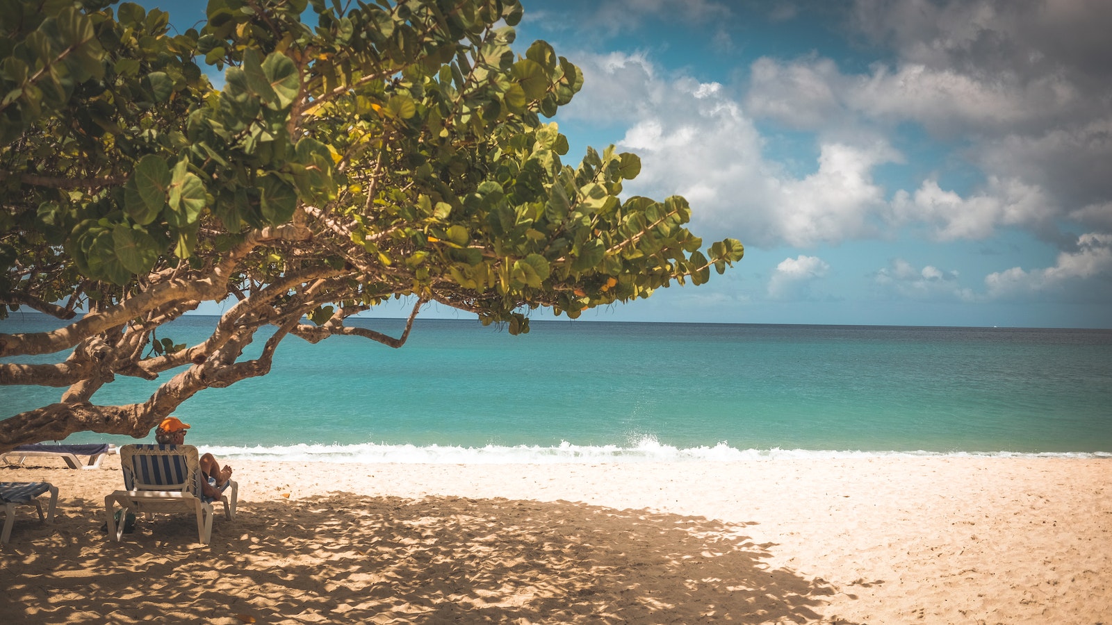 Beach with a tree and shade